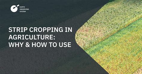 Strip Cropping Agriculture: Purpose And Implementation .